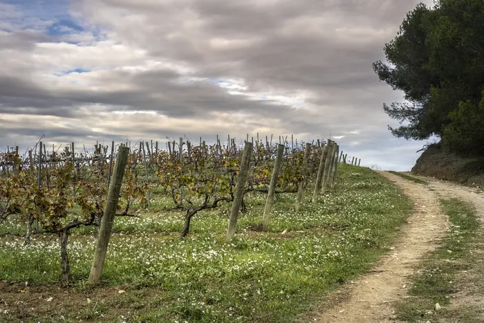 Penedès