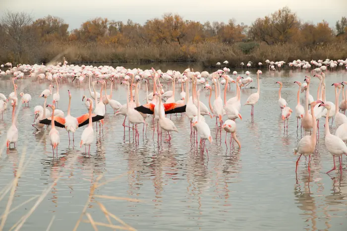 Camargue