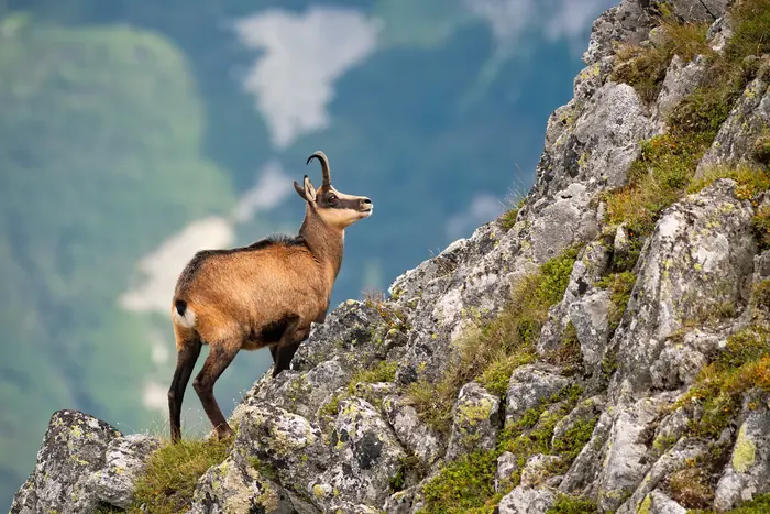 Isards à Aigüestortes
