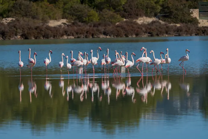 Flamants roses du delta de l'Èbre