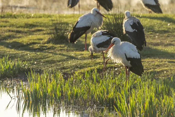 Cigognes des Aiguamolls de l'Empordà