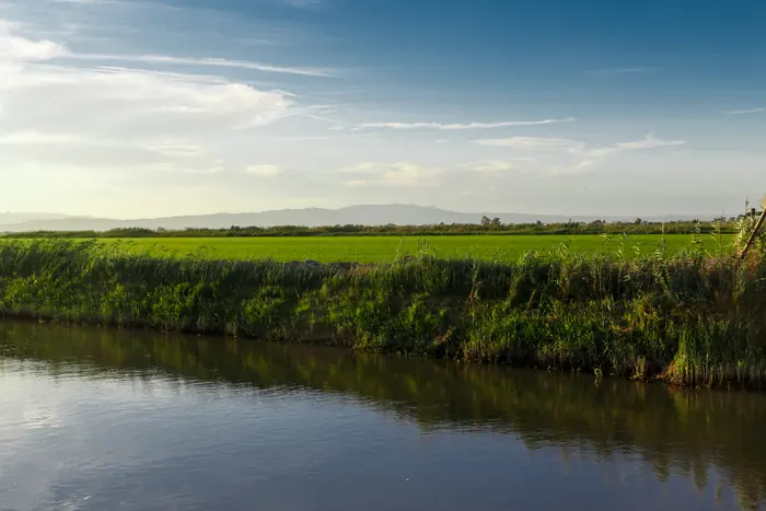Arroz del Delta de l'Ebre