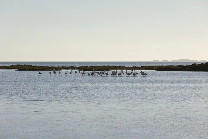 Flamencos y patos invernantes en el Delta