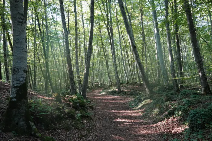 Fageda d'en Jordà y volcanes de la Garrotxa